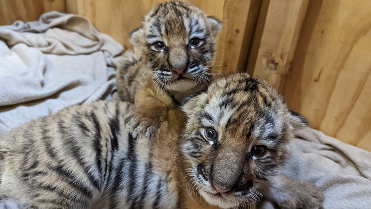 Zoo visitors name newborn tiger cubs