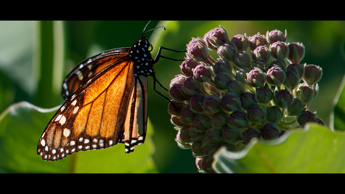 Louisville Zoo to release 1,000 monarch butterflies this weekend