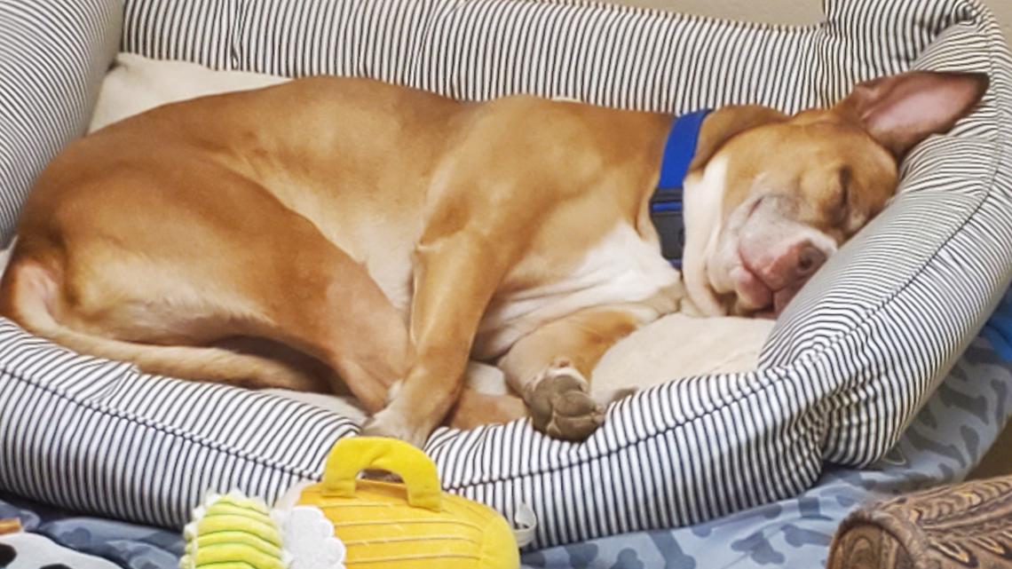 Humane Society for Hamilton County offering 'priceless' adoptions