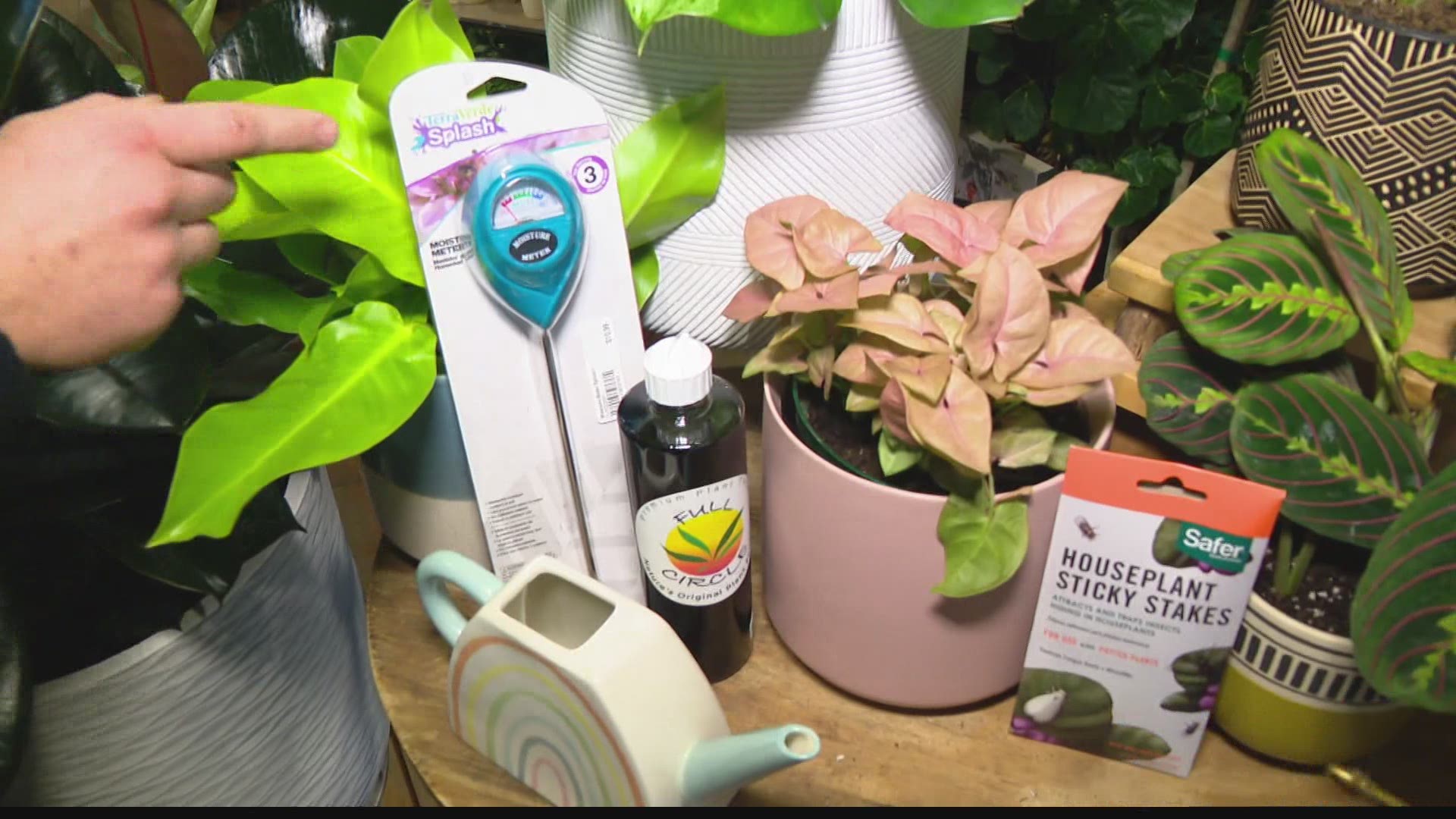 House plants need special care during colder weather.