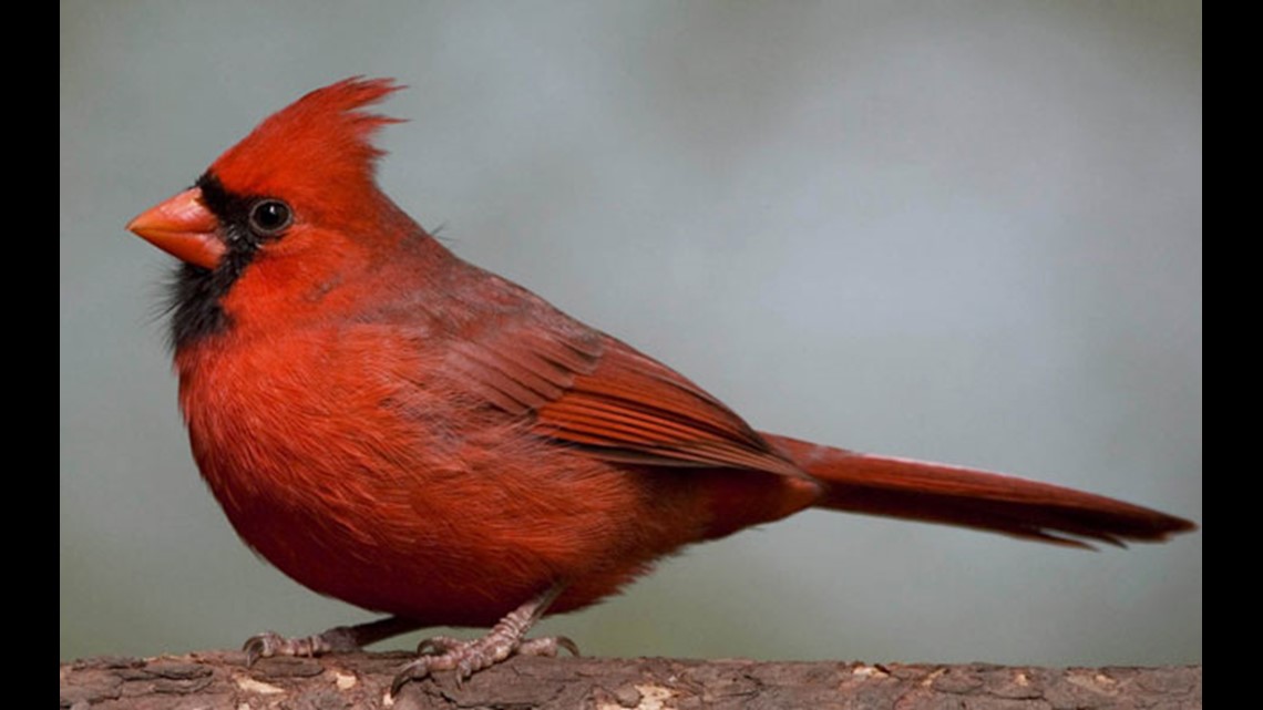 Northern Cardinal Coloring Page - Bird Watching Academy