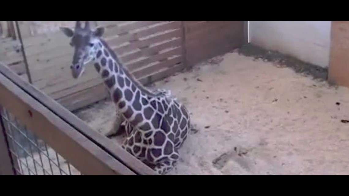 giraffe cam inspection camera app