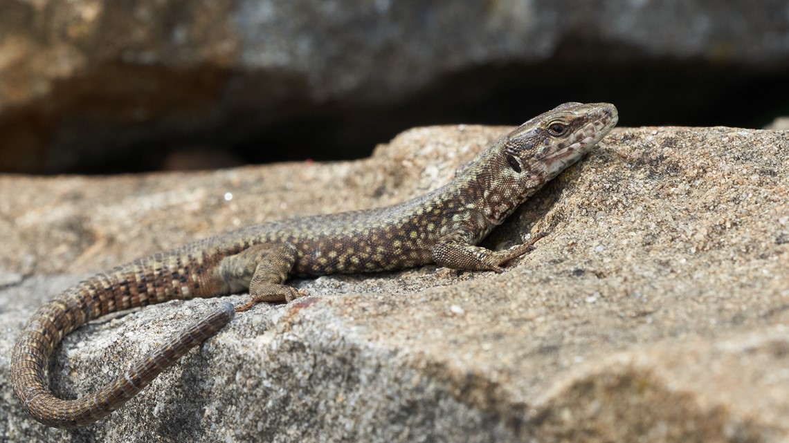 Indiana DNR: Wall lizards sighted in southeastern Indiana | wthr.com