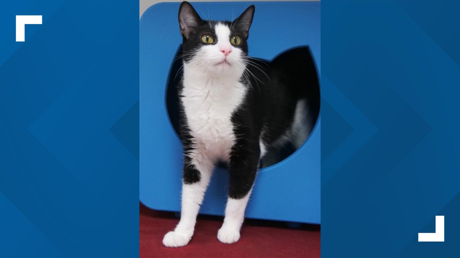 PHOTOS Central Indiana animal shelter hosting 'Hocus PickUs' adoption