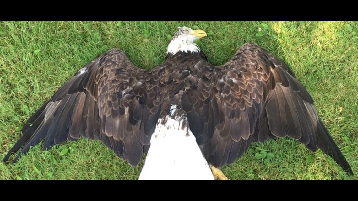 Bald eagle found shot in Pennsylvania near Ohio border