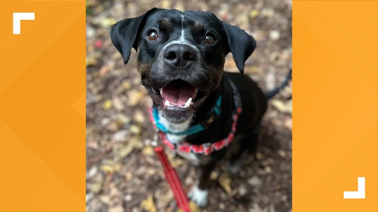 Pets of the Week: 2-8-2025