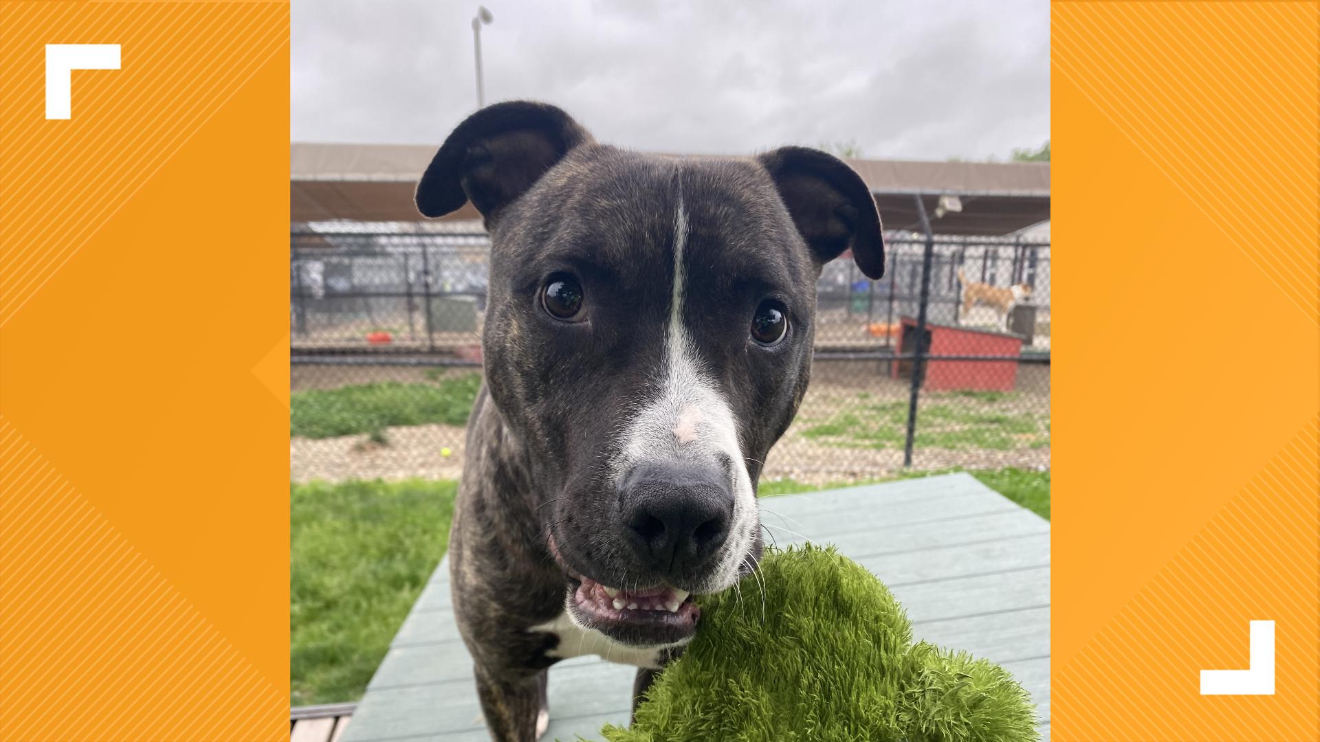 Indianapolis Animal Care Services is featuring five dogs looking for forever homes this week.