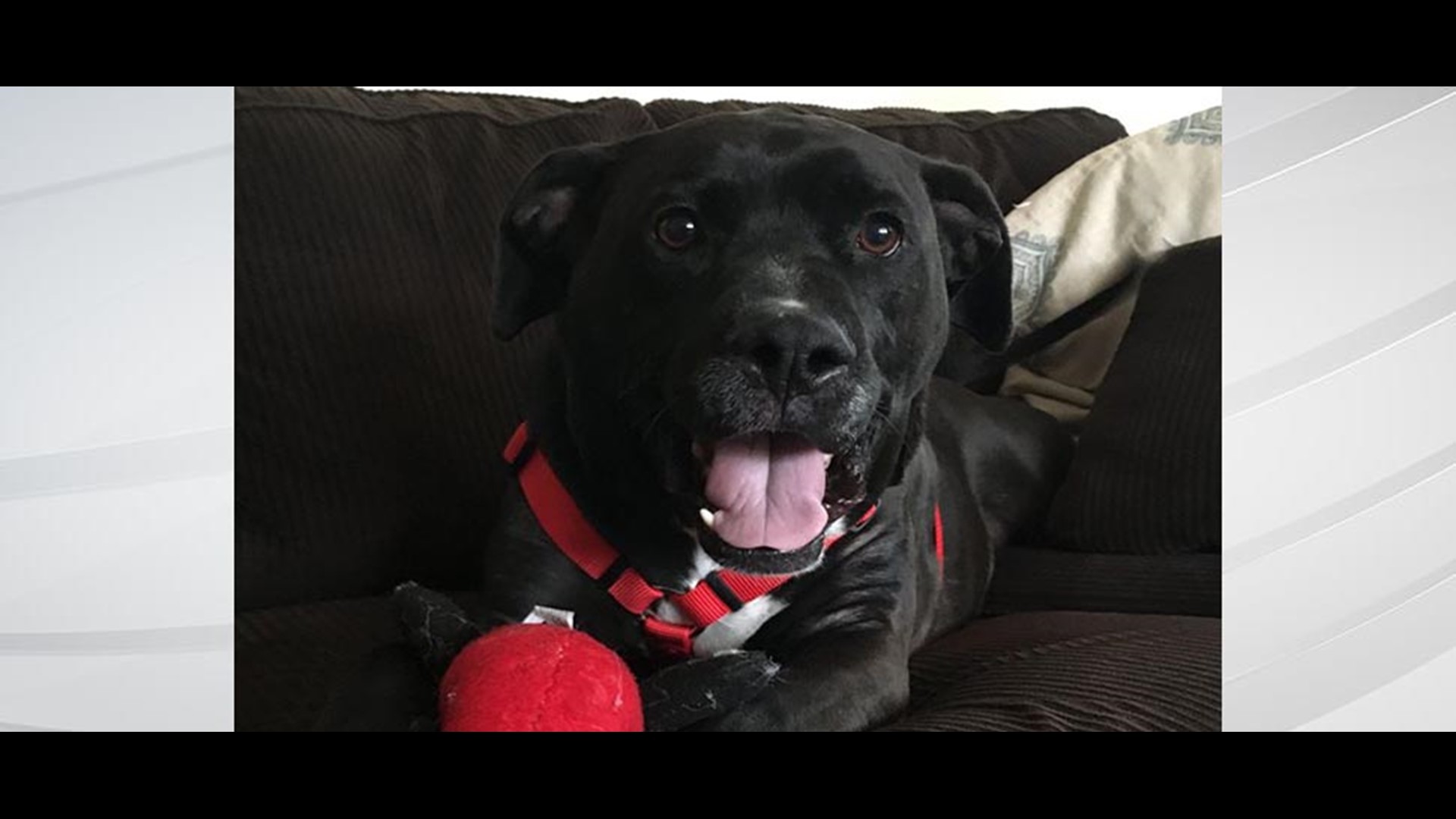 Dog finds new home after 848 days at Brown County Humane Society