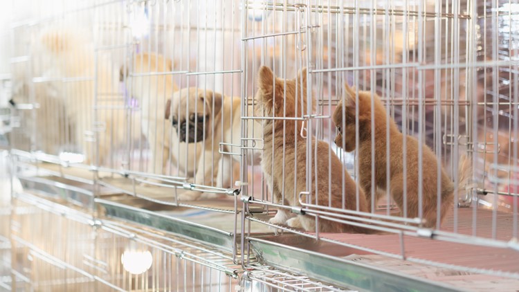 Indianapolis council bans sale of dogs, cats and bunnies at pet stores