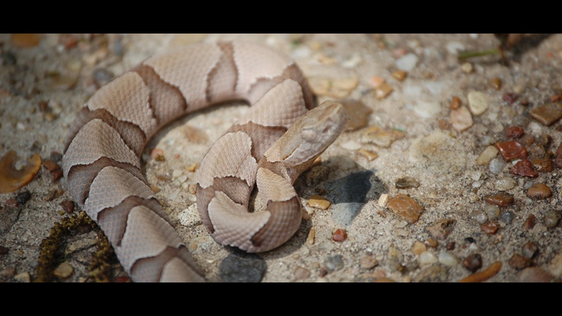 Baby Copperhead Season Hits Missouri S Ozarks Wthr Com