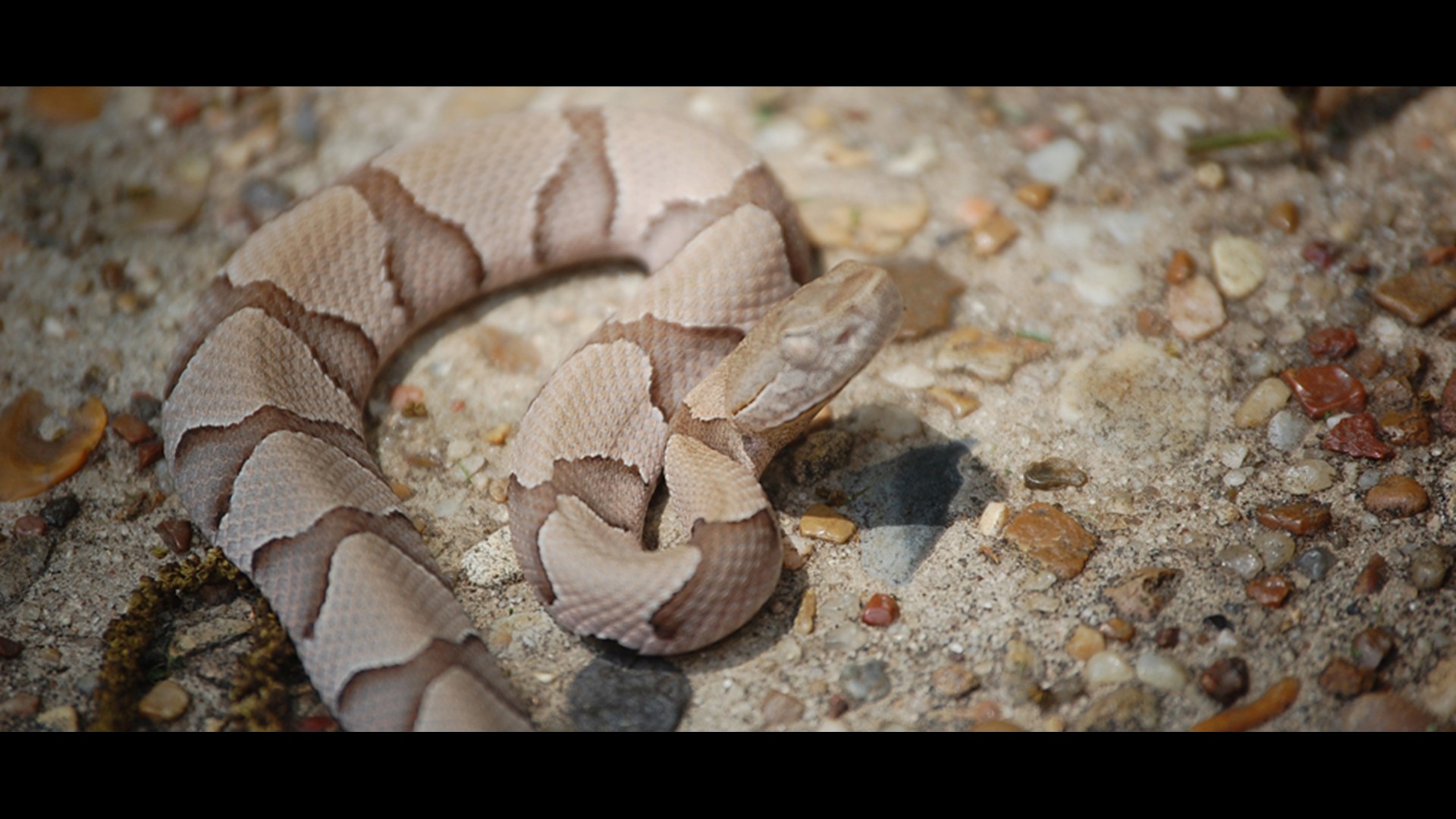 Baby copperhead season hits Missouri's Ozarks