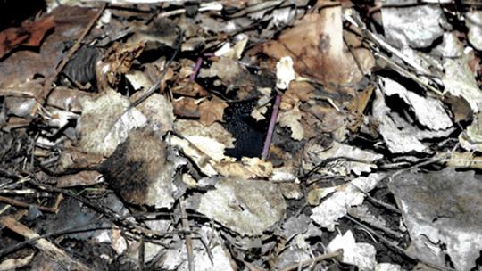 Delphi Scene Carroll Co. prosecutor releases 3 new photos from Delphi crime scene ...