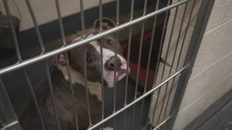 Here are the new hours for Indianapolis Animal Care Services