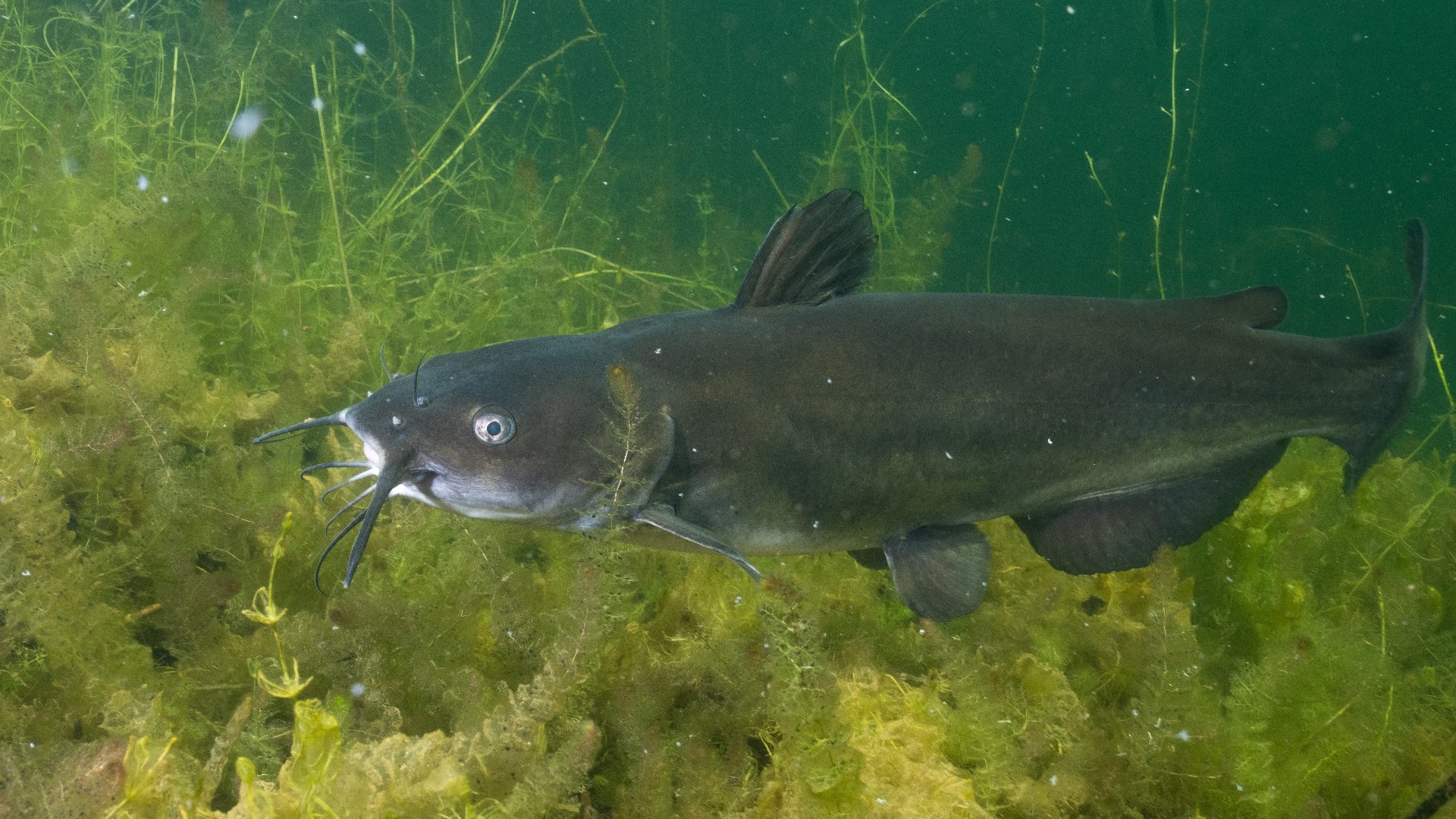 DNR stocking 10 Indiana lakes and ponds with catfish | wthr.com