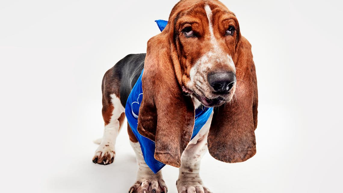 4 dogs from Indiana to compete in 2026 Puppy Bowl