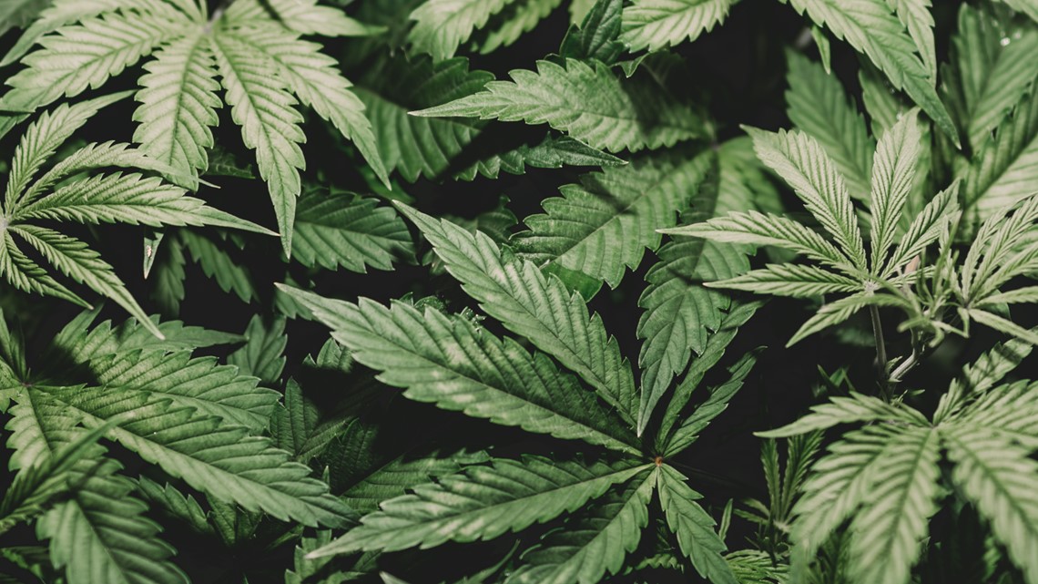 Indiana leaders respond to DOJ's move to reclassify marijuana - Vimarsana News