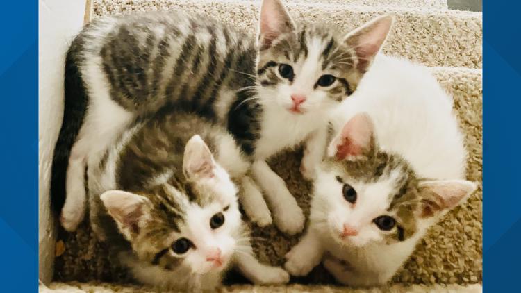 3 kittens rescued during tornado cleanup in Indianapolis will be ready for adoption soon
