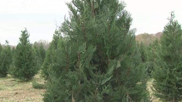 'Sold out of all the big trees': Christmas trees going fast at metro farm