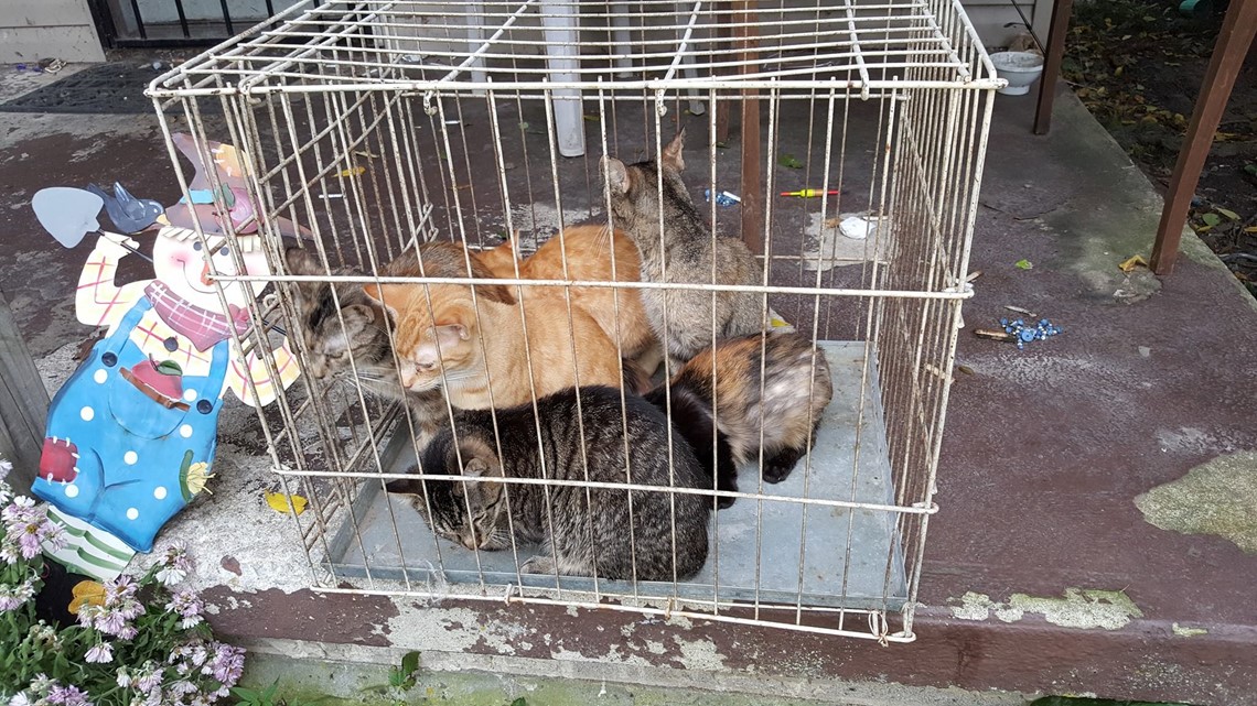 Three Anderson animal neglect cases involve dozens of cats 