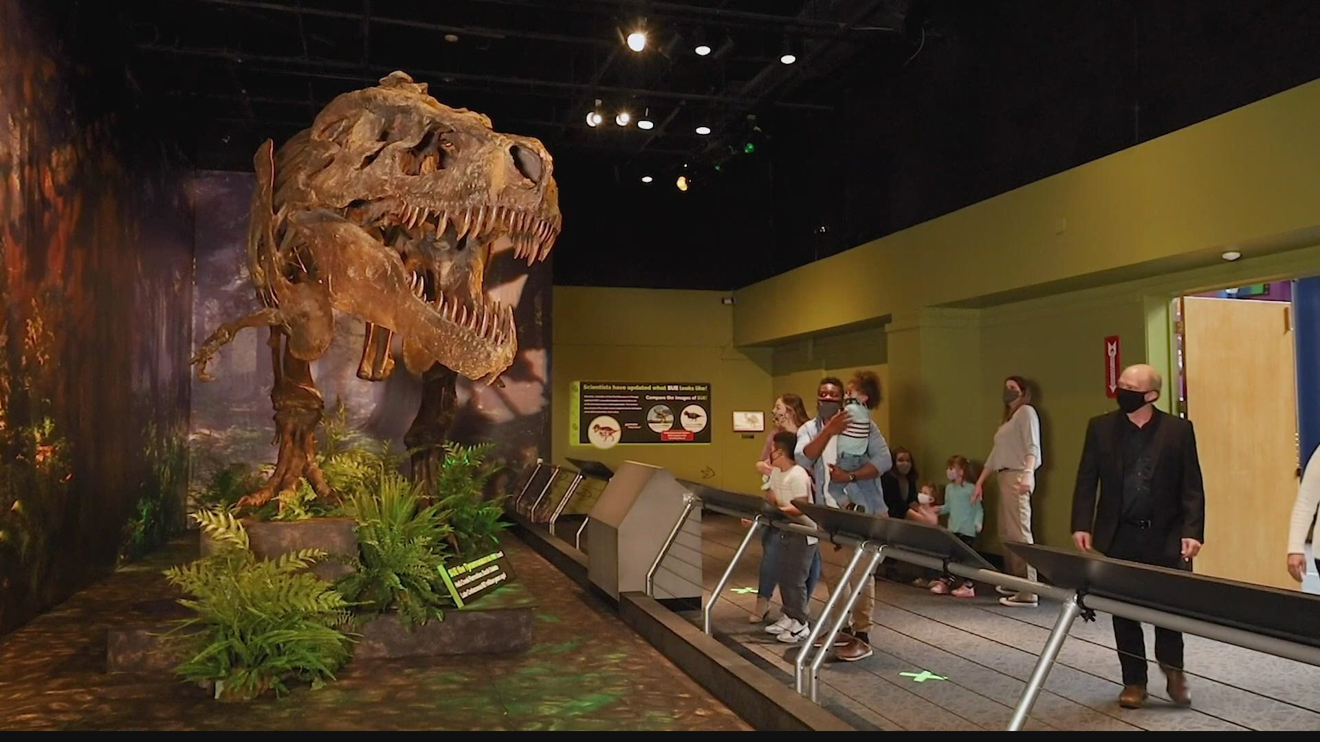 "SUE" will be joined alongside "Bucky" in the museum's atrium as the Dinosphere exhibit undergoes a 'dinormous' $27.5 million redesign.