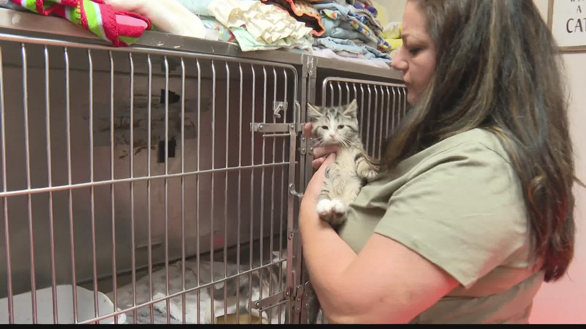 MarionGrant County Humane Society holds auction to address