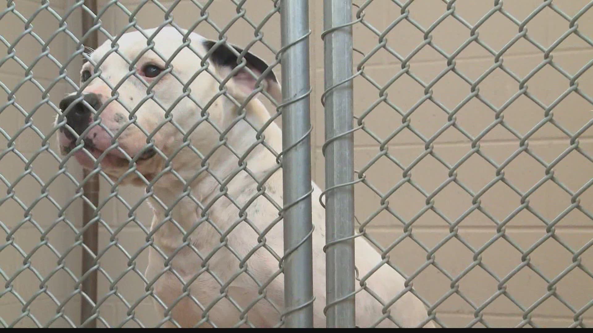 The South Bend Animal Shelter said Kane was one of its longest ever residents.