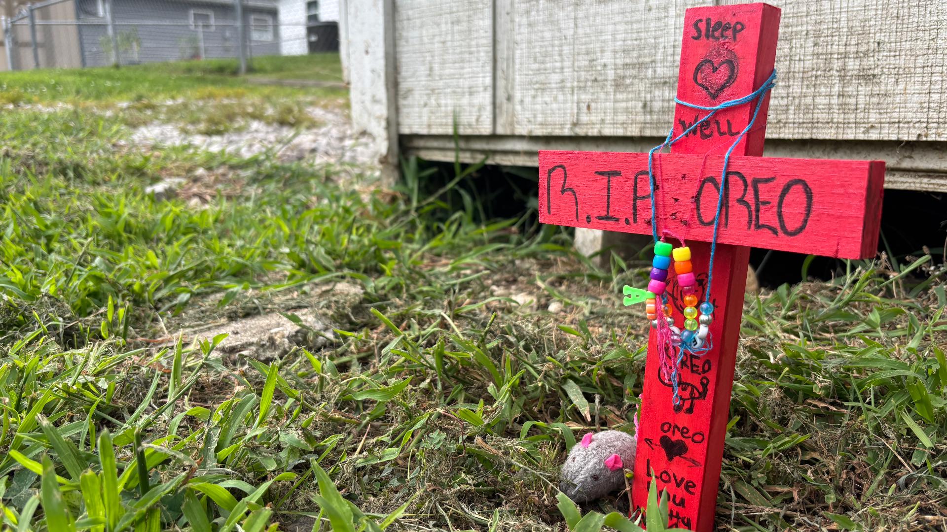 Beech Grove man charged for killing neighbor's cat named Oreo