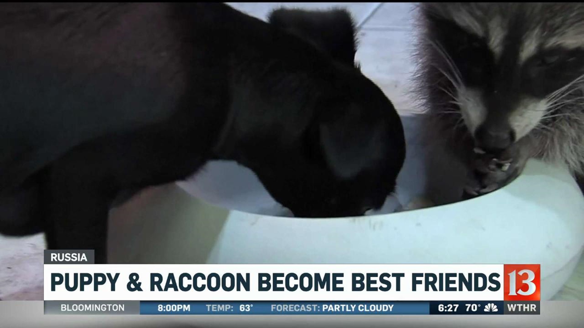 Puppy, raccoon become best friends at Russia zoo 