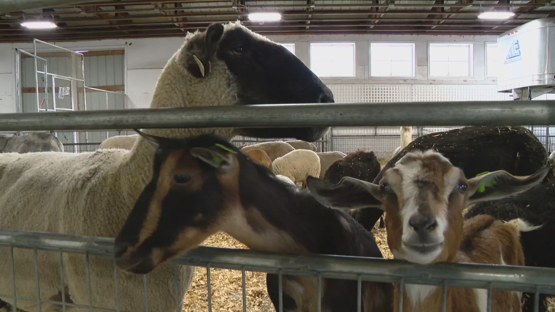 Dave Calabro headed to the goat barn at the Marion County Fair in search of some good news.