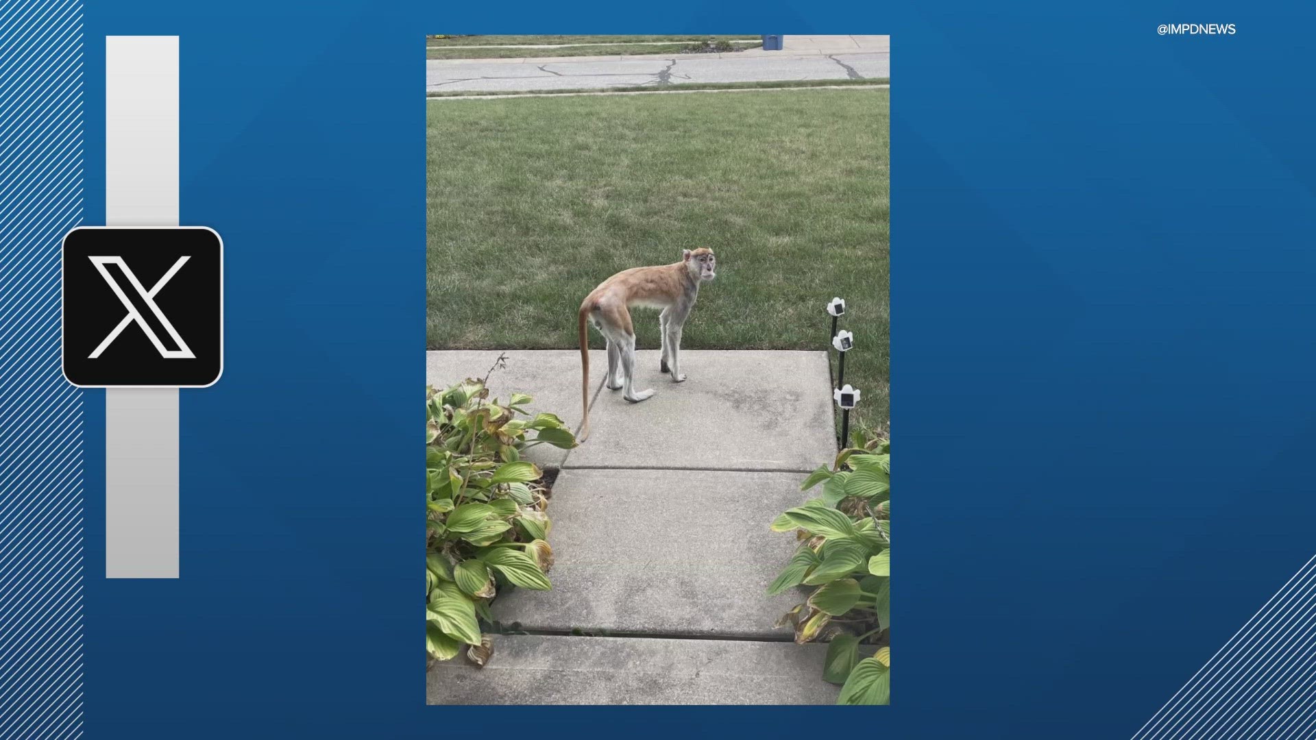 IMPD confirmed Wednesday evening they were helping officers from Indianapolis Animal Care Services in locating the monkey in the 500 block of Ironridge Court.