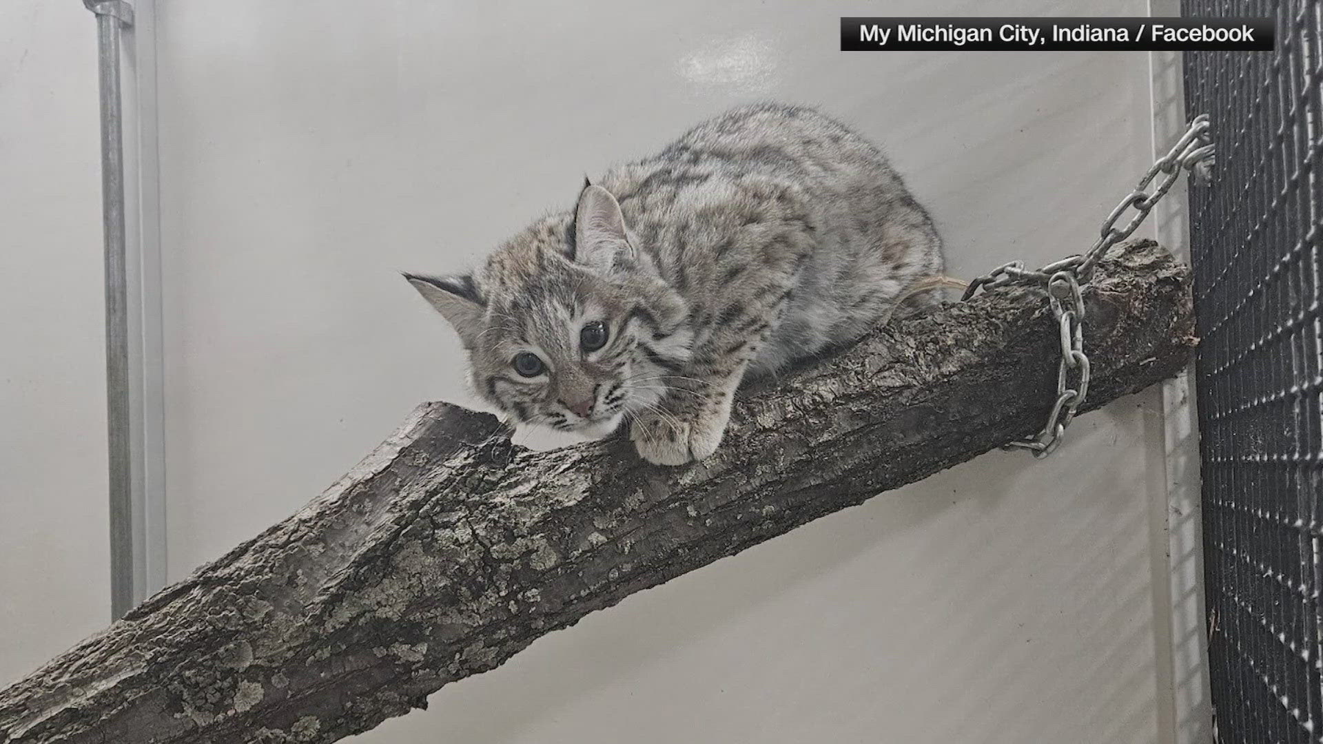 Zookeepers in Michigan City are on the lookout for "Grace," a baby bobcat that escaped her enclosure Wednesday morning.