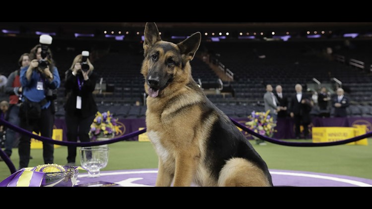 Dog of the German Shepherd breed, flying in a blue sky with some... -  Arthub.ai