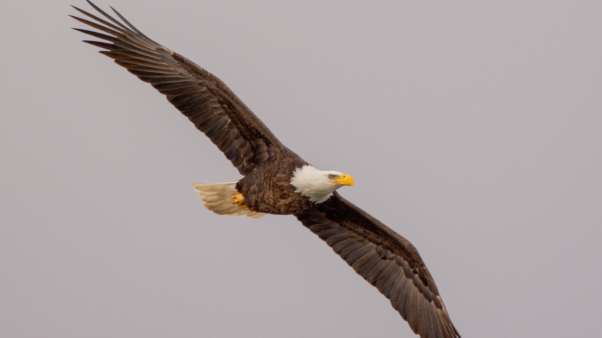 In the late 1970s and early 1980s, you'd be hard-pressed to find one bald eagle anywhere in Indiana.