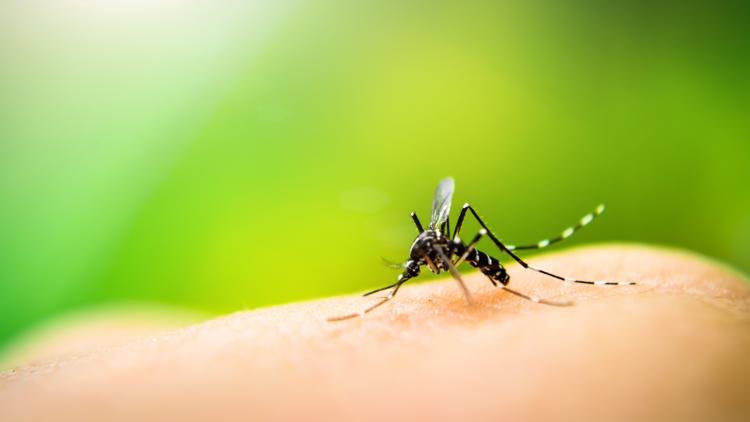 Indiana’s first human case of West Nile Virus in 2025 reported in Vanderburgh County