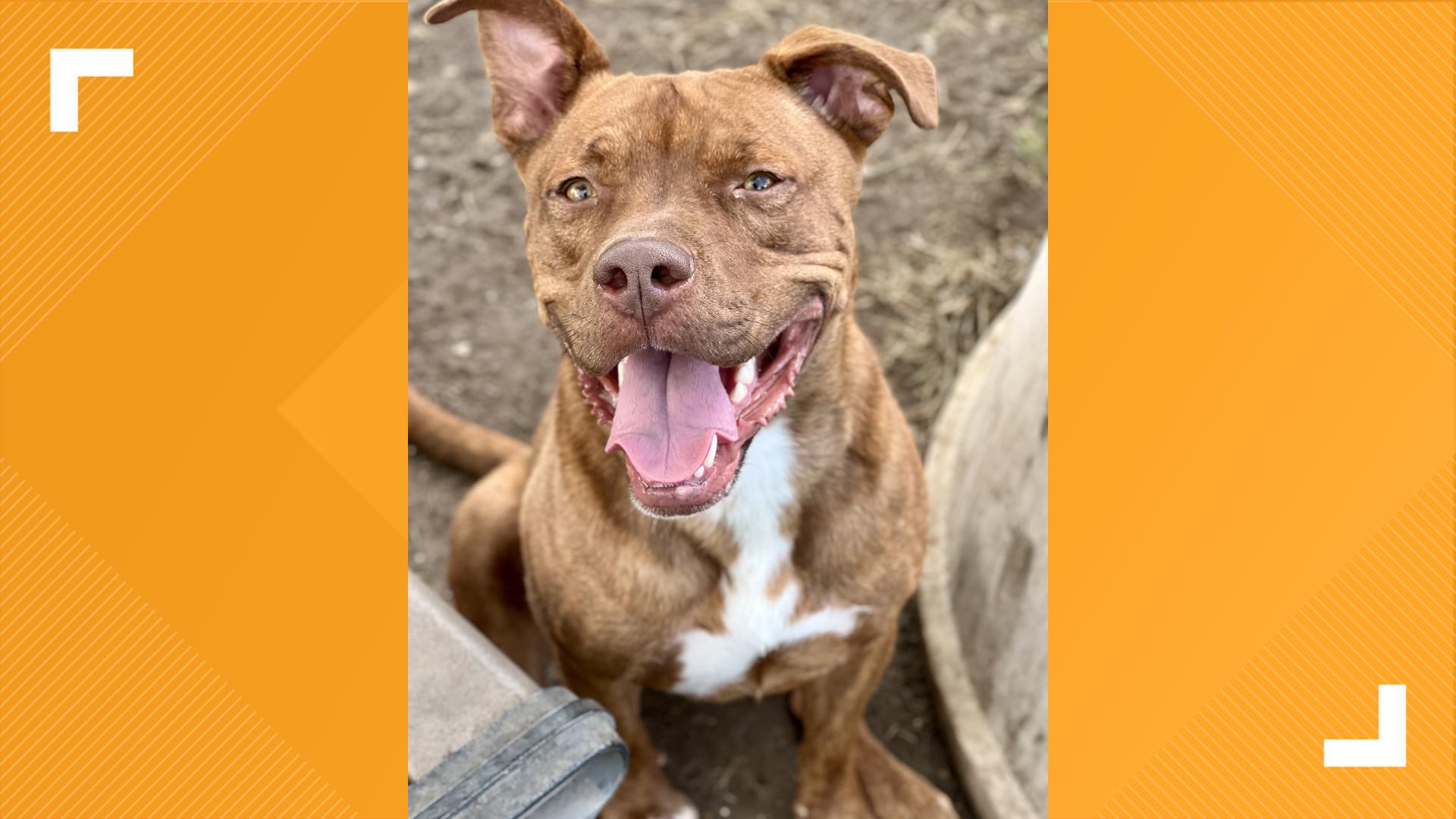 Indianapolis Animal Care Services is featuring three dogs and two cats looking for forever homes.