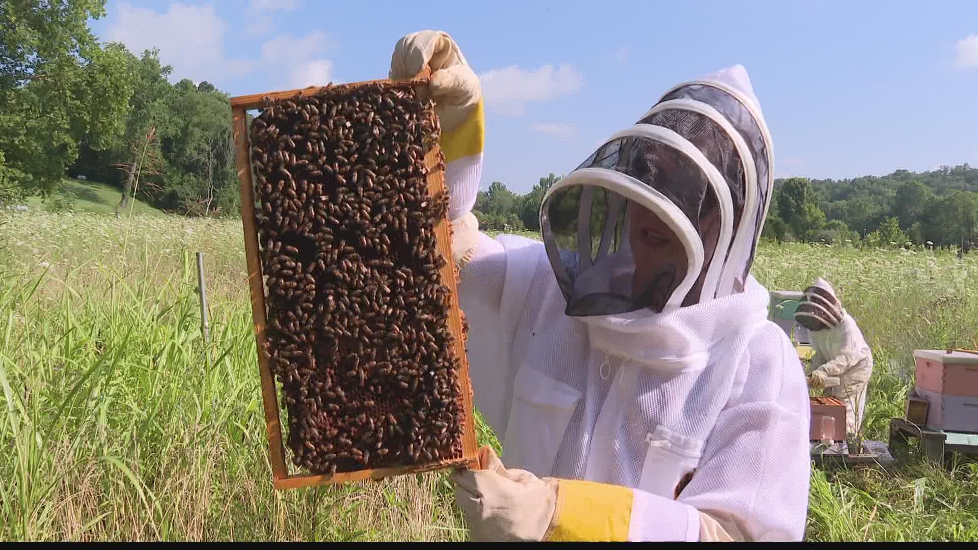 Indiana University researchers are searching for microbes that can help improve the health of honeybee colonies.