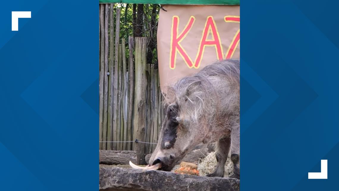 Indianapolis Zoo throws party for warthog's 15th birthday