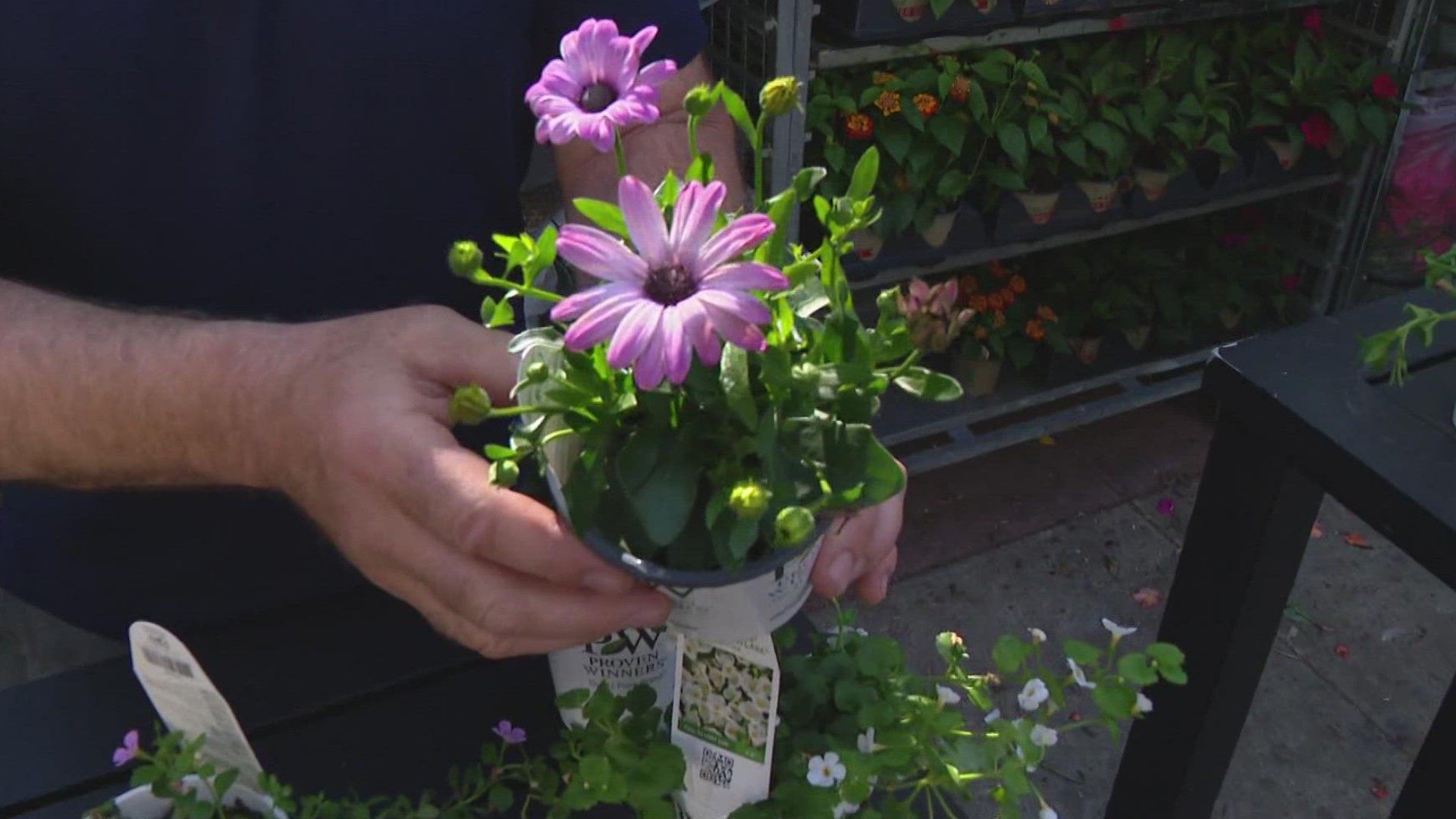 Pat Sullivan provides a tour of the newest varieties of annual flowers and landscape plants.