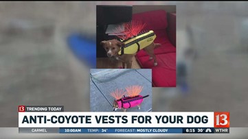 anti coyote dog vest