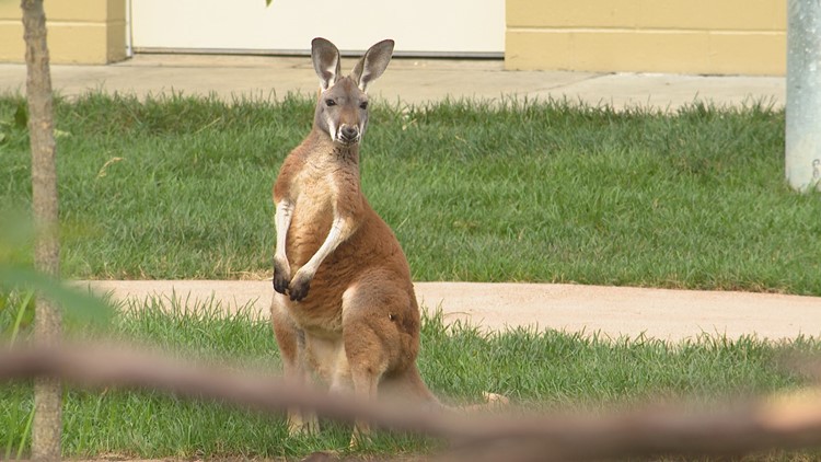 Barrier-free kangaroo exhibit opening at the Indianapolis Zoo