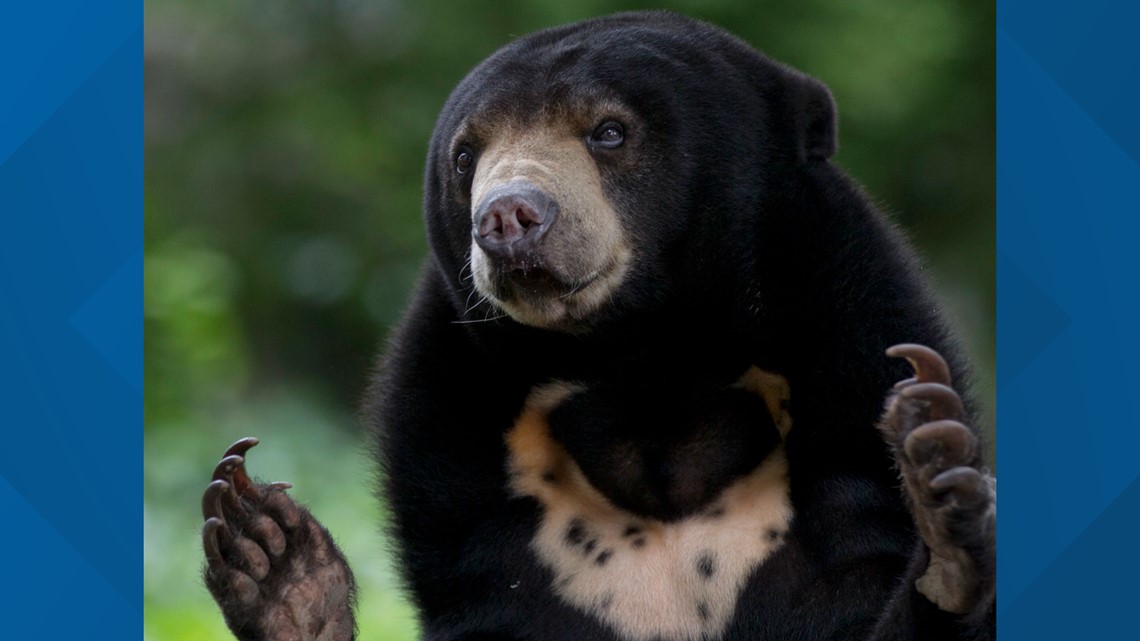 chinese-zoo-says-bears-are-real-not-people-in-costumes-wthr