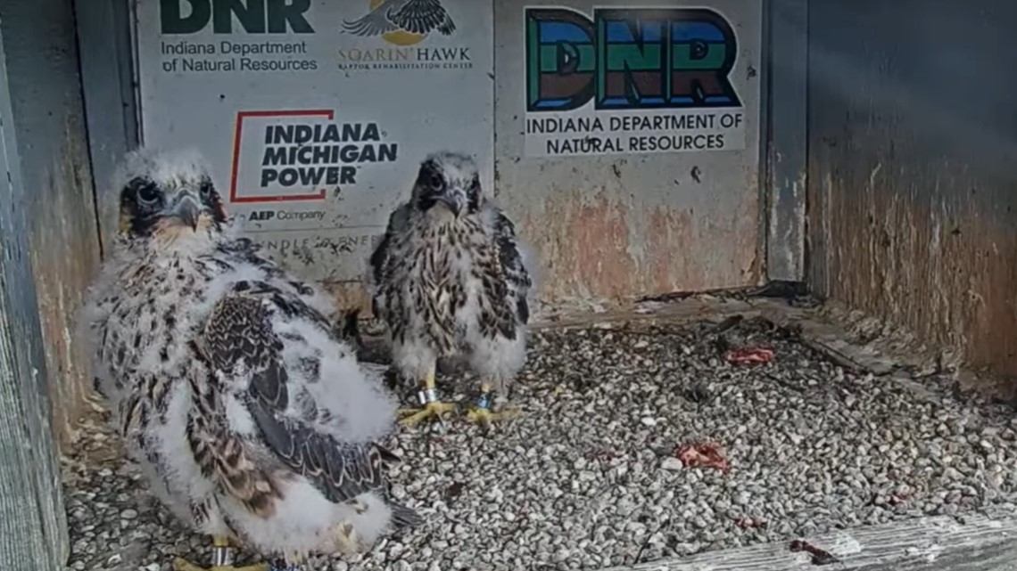 Falcon chick rescued after fall atop Fort Wayne tower - Vimarsana News