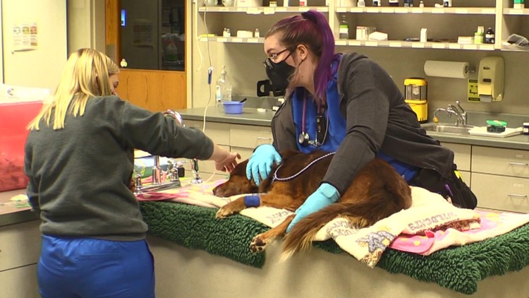 Wait times soar, patients turned away at Indiana veterinary hospitals