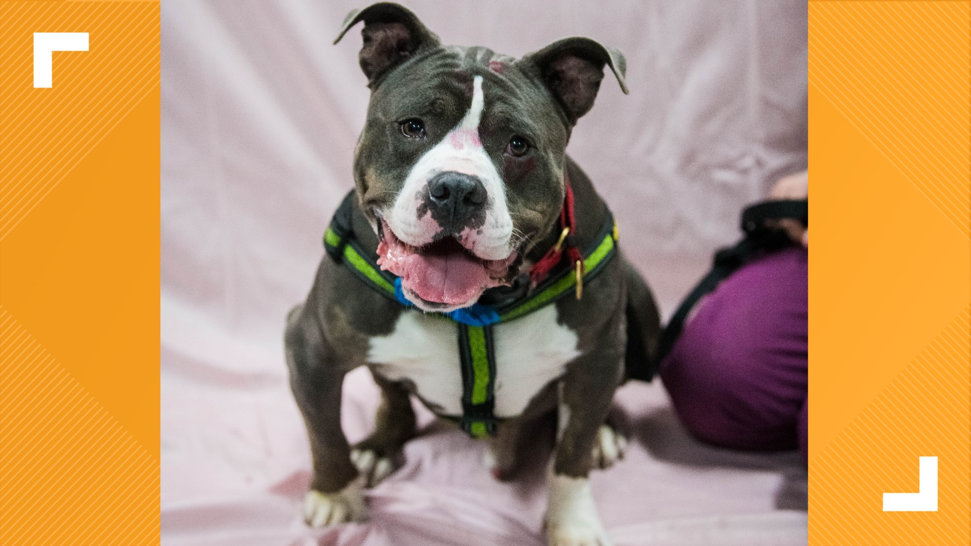 IndyHumane is featuring three dogs and two cats looking for forever homes this week.