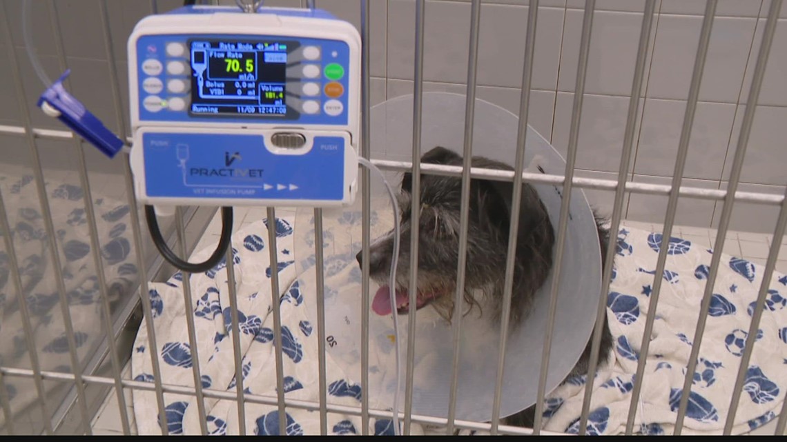 Pet hospitals experiencing long wait times due to pandemic