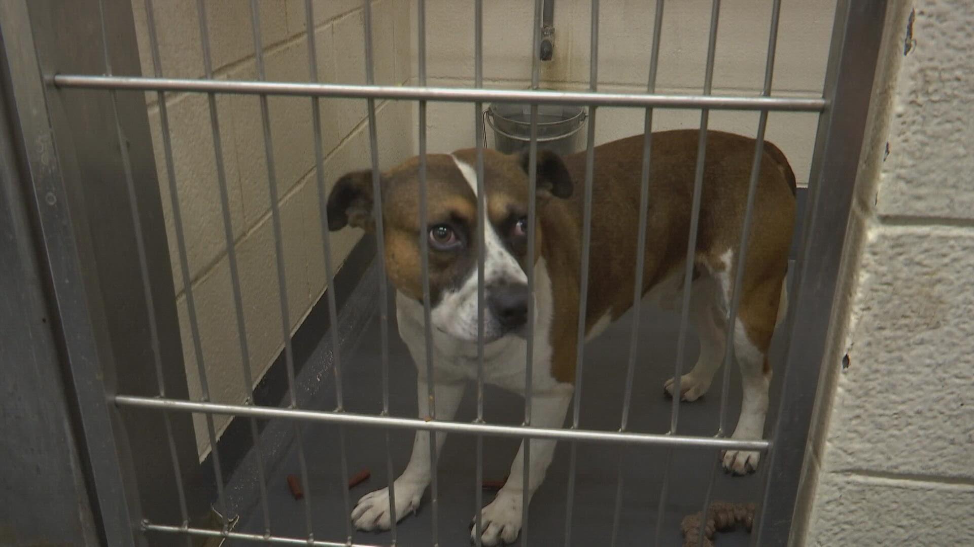 IACS is hoping to free up kennel space.
