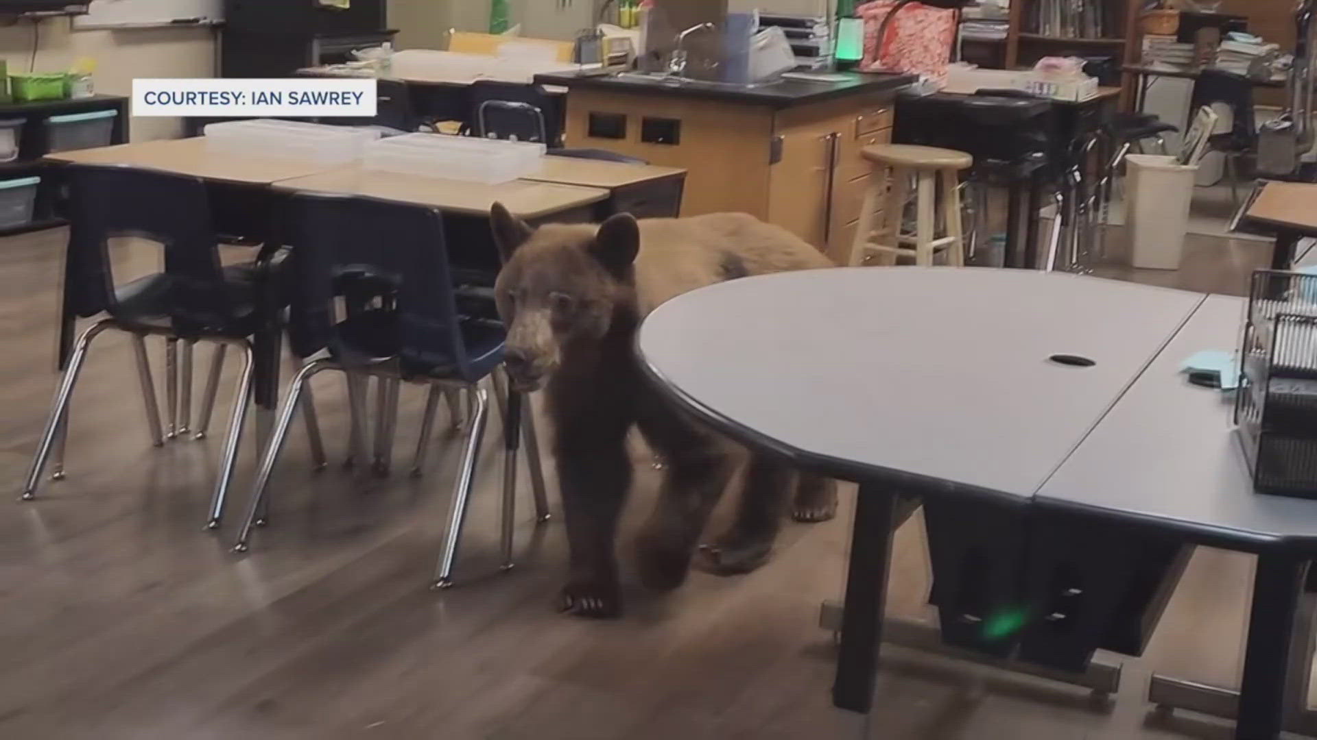 The bear snuck into Mrs. Salmon's classroom.