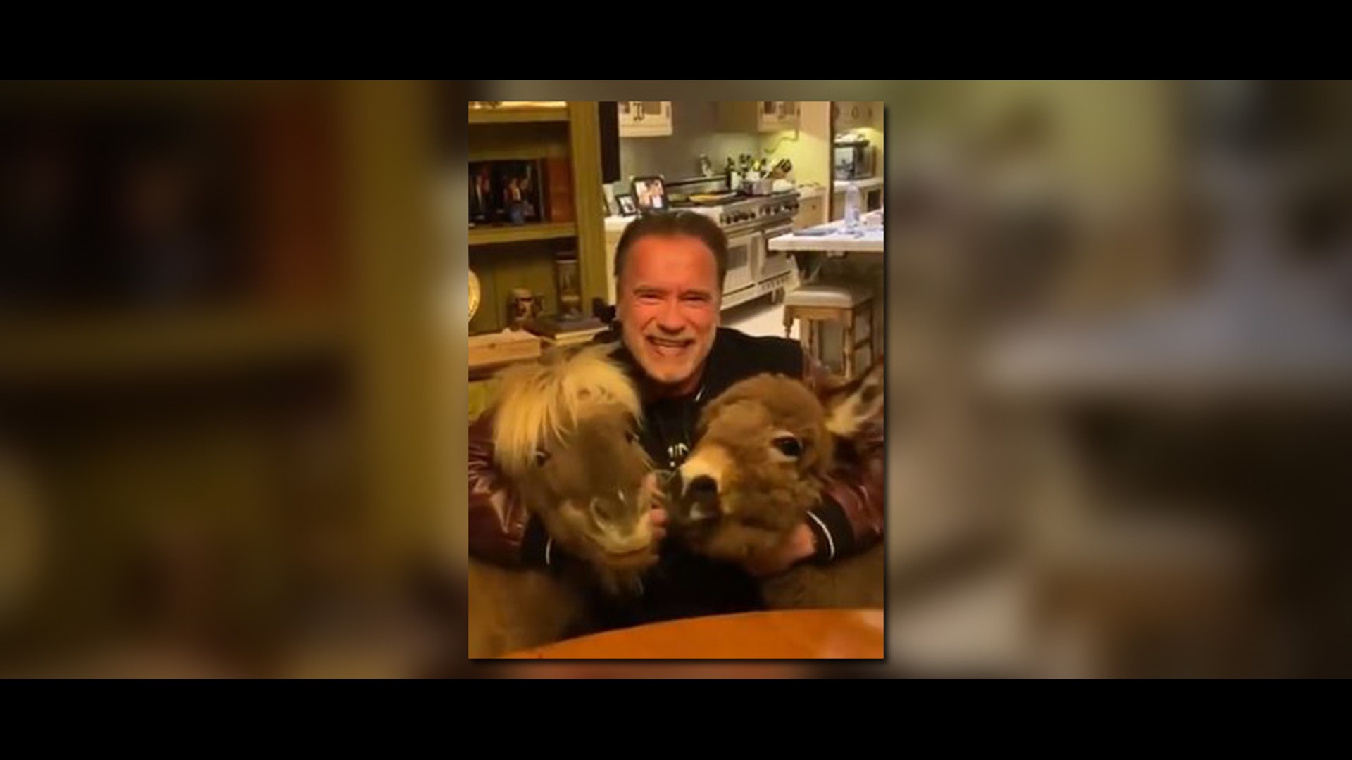 Terrific Arnold Schwarzenegger Mini Horse Instagram Pictures
