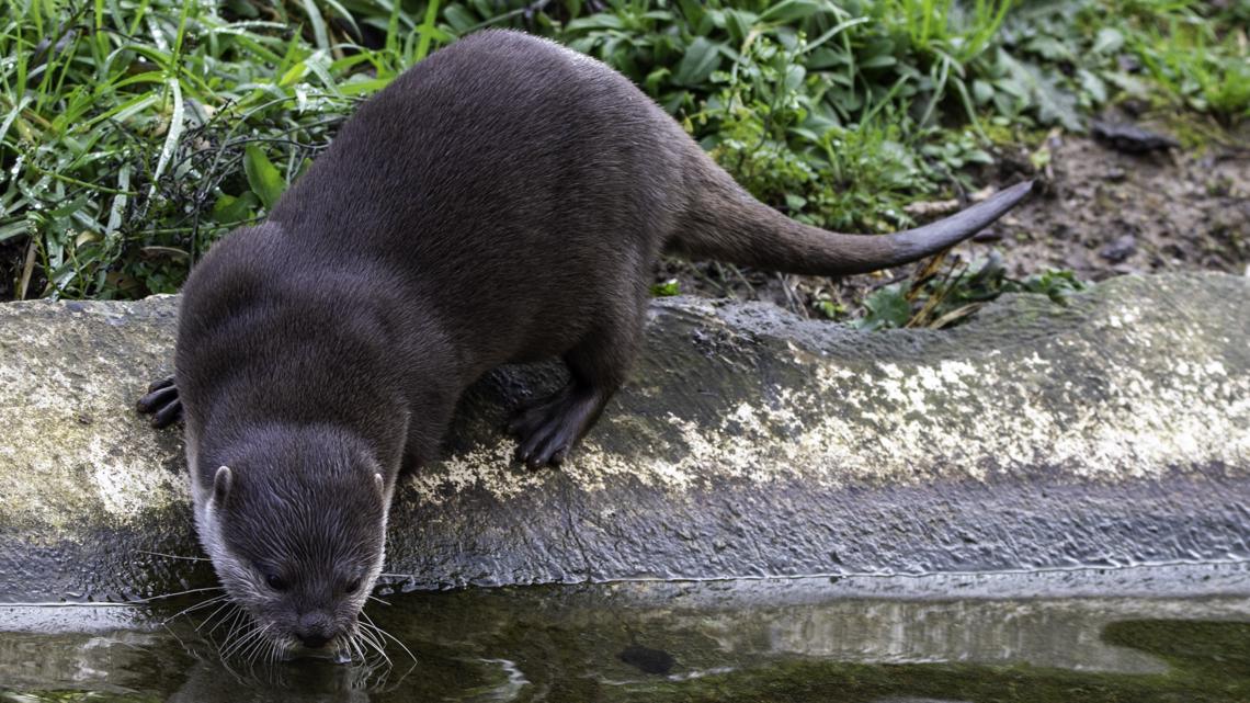 Indianapolis Zoo launches 'Uproar Conservation Challenge'