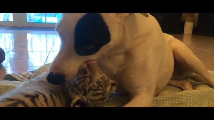 Cute Bengal Tiger Cubs Make Debut With Proud Mom